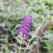Motýlí keř, Komule 'Summer Bird Patio Blue' - Buddleja 'Summer Bird Patio Blue'
