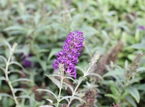 Motýlí keř, Komule Davidova 'Summer Bird Patio Blue' - Buddleja davidii 'Summer Bird Patio Blue'