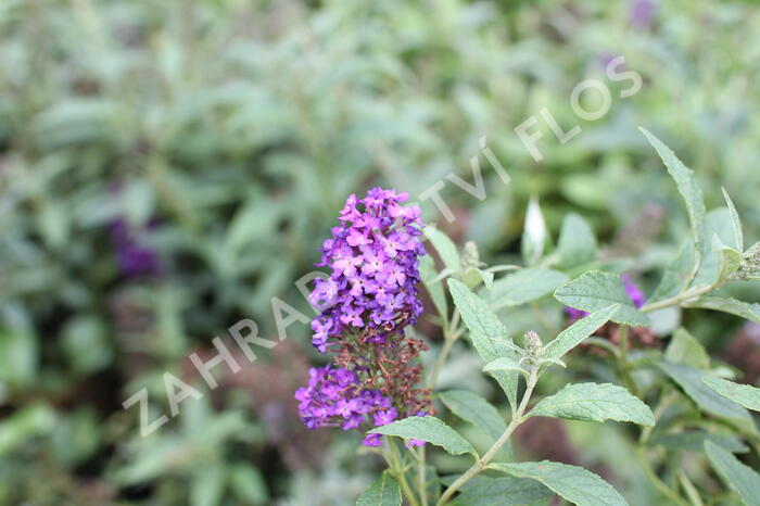 Motýlí keř, Komule 'Summer Bird Patio Blue' - Buddleja 'Summer Bird Patio Blue'