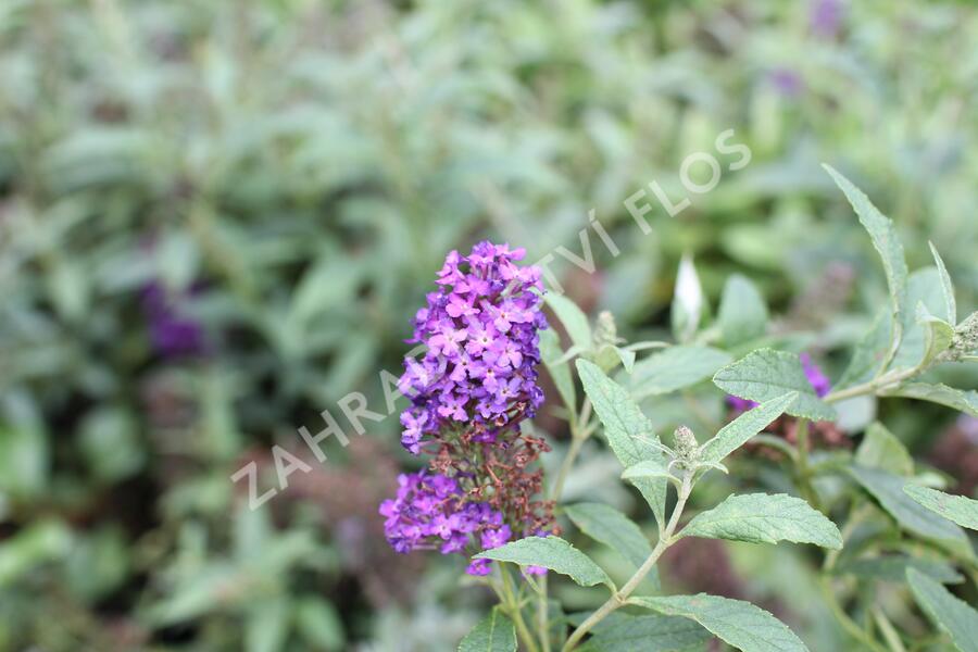 Motýlí keř, Komule 'Summer Bird Patio Blue' - Buddleja 'Summer Bird Patio Blue'