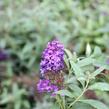 Motýlí keř, Komule 'Summer Bird Patio Blue' - Buddleja 'Summer Bird Patio Blue'