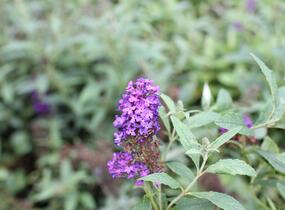 Motýlí keř, Komule Davidova 'Summer Bird Patio Blue' - Buddleja davidii 'Summer Bird Patio Blue'
