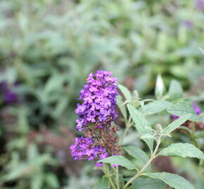 Motýlí keř, Komule 'Summer Bird Patio Blue' - Buddleja 'Summer Bird Patio Blue'