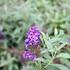 Buddleja 'Summer Bird Patio Blue'_01.JPG