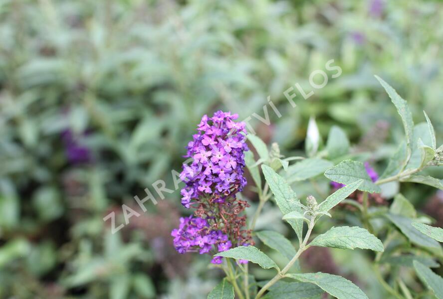 Motýlí keř, Komule Davidova 'Summer Bird Patio Blue' - Buddleja davidii 'Summer Bird Patio Blue'