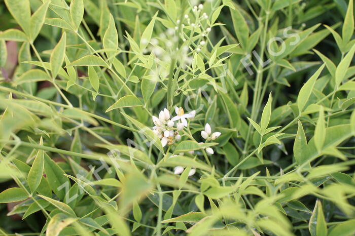 Nandina domácí 'Brightlight' - Nandina domestica 'Brightlight'