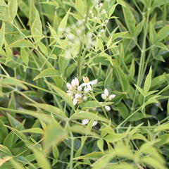 Nandina domácí 'Brightlight' - Nandina domestica 'Brightlight'