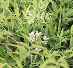 Nandina domácí 'Brightlight' - Nandina domestica 'Brightlight'