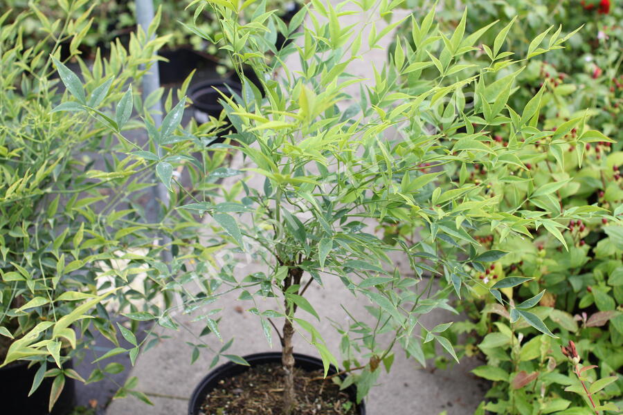 Nandina domácí 'Brightlight' - Nandina domestica 'Brightlight'