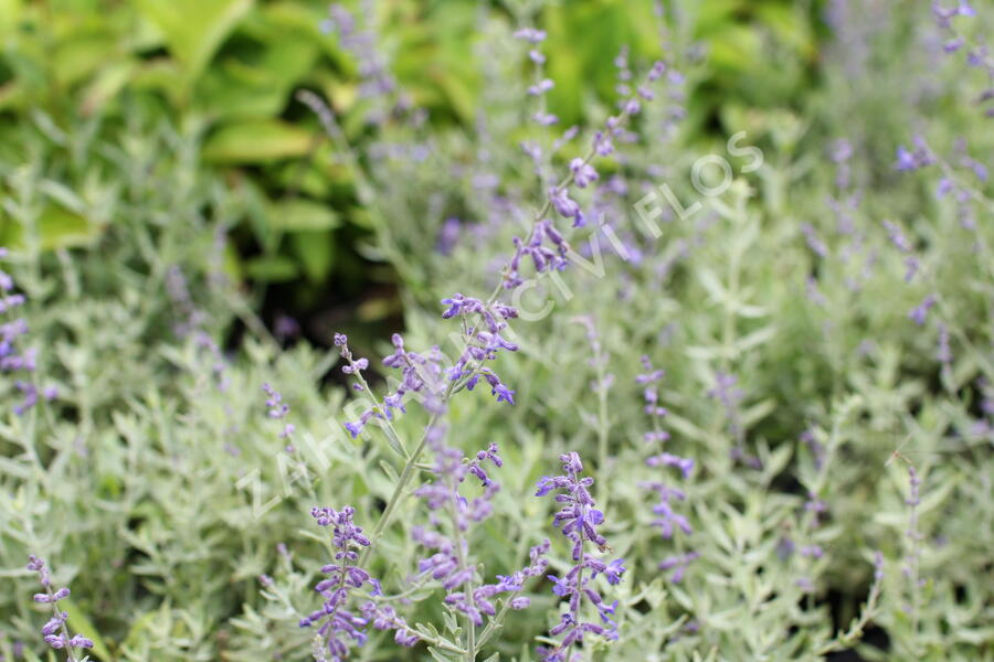 Perovskie lebedolistá 'Zephyr Blue' - Perovskia atriplicifolia 'Zephyr Blue'