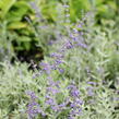Perovskie lebedolistá 'Zephyr Blue' - Perovskia atriplicifolia 'Zephyr Blue'