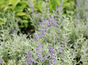 Perovskie lebedolistá 'Zephyr Blue' - Perovskia atriplicifolia 'Zephyr Blue'