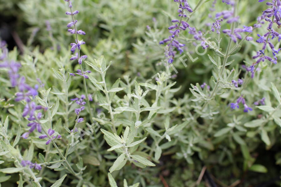 Perovskie lebedolistá 'Zephyr Blue' - Perovskia atriplicifolia 'Zephyr Blue'