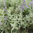 Perovskie lebedolistá 'Zephyr Blue' - Perovskia atriplicifolia 'Zephyr Blue'