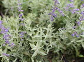 Perovskie lebedolistá 'Zephyr Blue' - Perovskia atriplicifolia 'Zephyr Blue'
