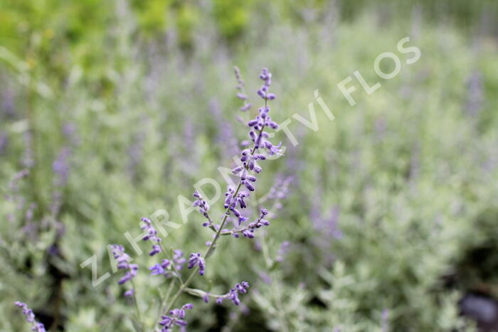 Perovskie lebedolistá 'Zephyr Blue' - Perovskia atriplicifolia 'Zephyr Blue'