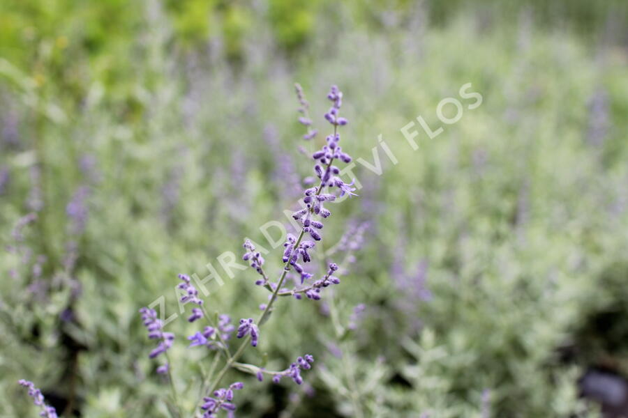 Perovskie lebedolistá 'Zephyr Blue' - Perovskia atriplicifolia 'Zephyr Blue'