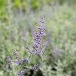 Perovskie lebedolistá 'Zephyr Blue' - Perovskia atriplicifolia 'Zephyr Blue'