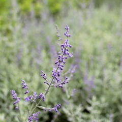 Perovskie lebedolistá 'Zephyr Blue' - Perovskia atriplicifolia 'Zephyr Blue'