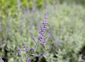 Perovskie lebedolistá 'Zephyr Blue' - Perovskia atriplicifolia 'Zephyr Blue'