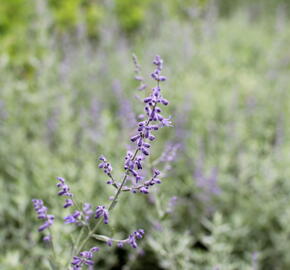 Perovskie lebedolistá 'Zephyr Blue' - Perovskia atriplicifolia 'Zephyr Blue'