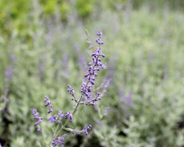 Perovskie lebedolistá 'Zephyr Blue'