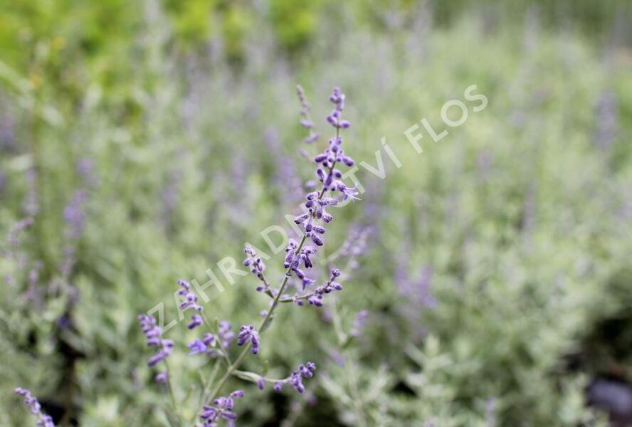 Perovskie lebedolistá 'Zephyr Blue' - Perovskia atriplicifolia 'Zephyr Blue'