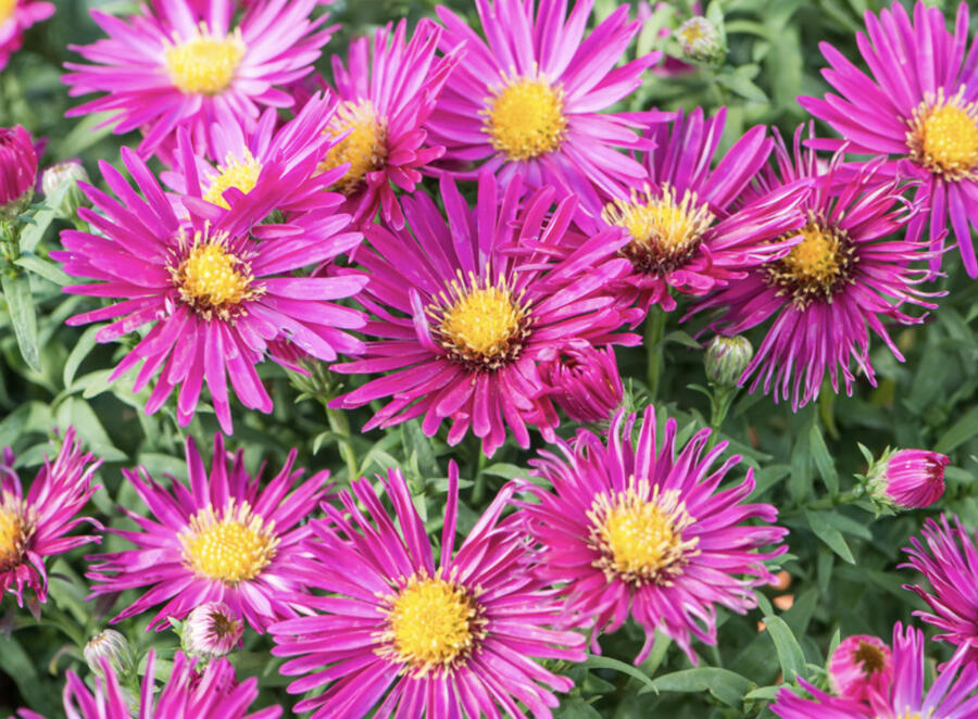 Hvězdnice novobelgická 'Magic Deep Rose' - Aster novi-belgii 'Magic Deep Rose'