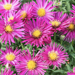 Hvězdnice novobelgická 'Magic Deep Rose' - Aster novi-belgii 'Magic Deep Rose'