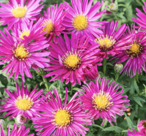 Hvězdnice novobelgická 'Magic Deep Rose' - Aster novi-belgii 'Magic Deep Rose'