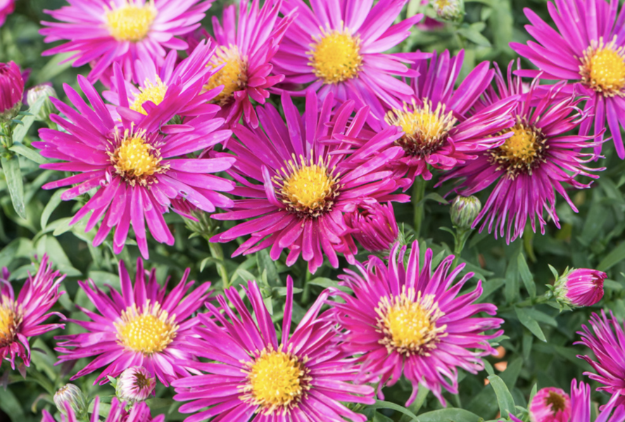 Hvězdnice novobelgická 'Magic Deep Rose' - Aster novi-belgii 'Magic Deep Rose'