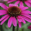 Třapatkovka nachová 'Prairie Splendor Compact Dark Rose' - Echinacea purpurea 'Prairie Splendor Compact Dark Rose'