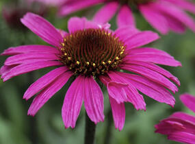 Třapatkovka nachová 'Prairie Splendor Compact Dark Rose' - Echinacea purpurea 'Prairie Splendor Compact Dark Rose'
