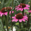 Třapatkovka nachová 'Prairie Splendor Compact Dark Rose' - Echinacea purpurea 'Prairie Splendor Compact Dark Rose'