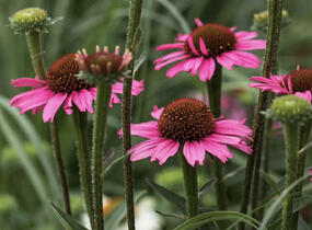 Třapatkovka nachová 'Prairie Splendor Compact Dark Rose' - Echinacea purpurea 'Prairie Splendor Compact Dark Rose'