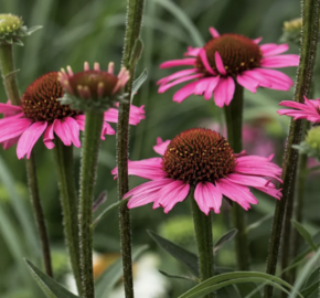 Třapatkovka nachová 'Prairie Splendor Compact Dark Rose' - Echinacea purpurea 'Prairie Splendor Compact Dark Rose'