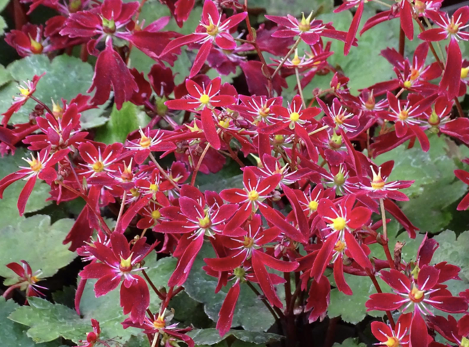 Lomikámen 'Beni Tsukasa' - Saxifraga fortunei 'Beni Tsukasa'
