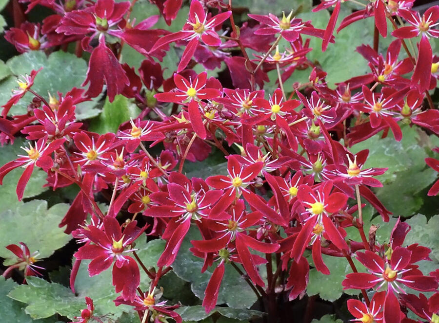 Lomikámen 'Beni Tsukasa' - Saxifraga fortunei 'Beni Tsukasa'