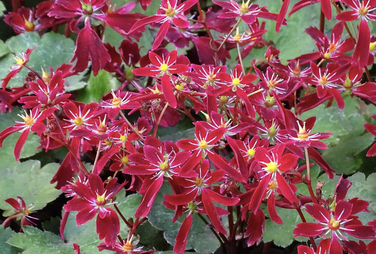 Lomikámen 'Beni Tsukasa' - Saxifraga fortunei 'Beni Tsukasa'