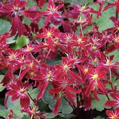 Lomikámen 'Beni Tsukasa' - Saxifraga fortunei 'Beni Tsukasa'