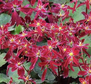 Lomikámen 'Beni Tsukasa'