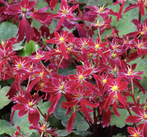 Lomikámen 'Beni Tsukasa' - Saxifraga fortunei 'Beni Tsukasa'