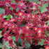 Saxifraga fortunei 'Beni Tsukasa'.png