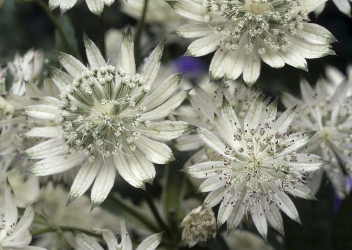 Jarmanka větší 'Snowstar' - Astrantia major 'Snowstar'