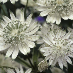 Jarmanka větší 'Snowstar' - Astrantia major 'Snowstar'