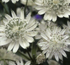 Jarmanka větší 'Snowstar'