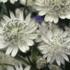 Astrantia major 'Snowstar'.png