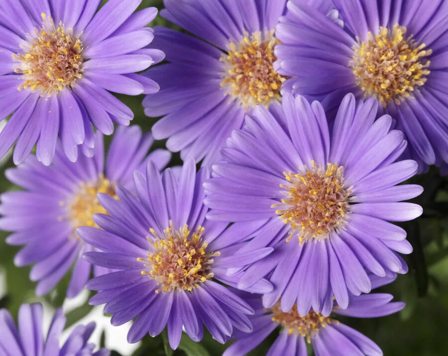 Hvězdnice novobelgická 'Believer Purple' - Aster novi-belgii 'Believer Purple'