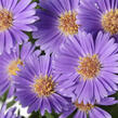 Hvězdnice novobelgická 'Believer Purple' - Aster novi-belgii 'Believer Purple'