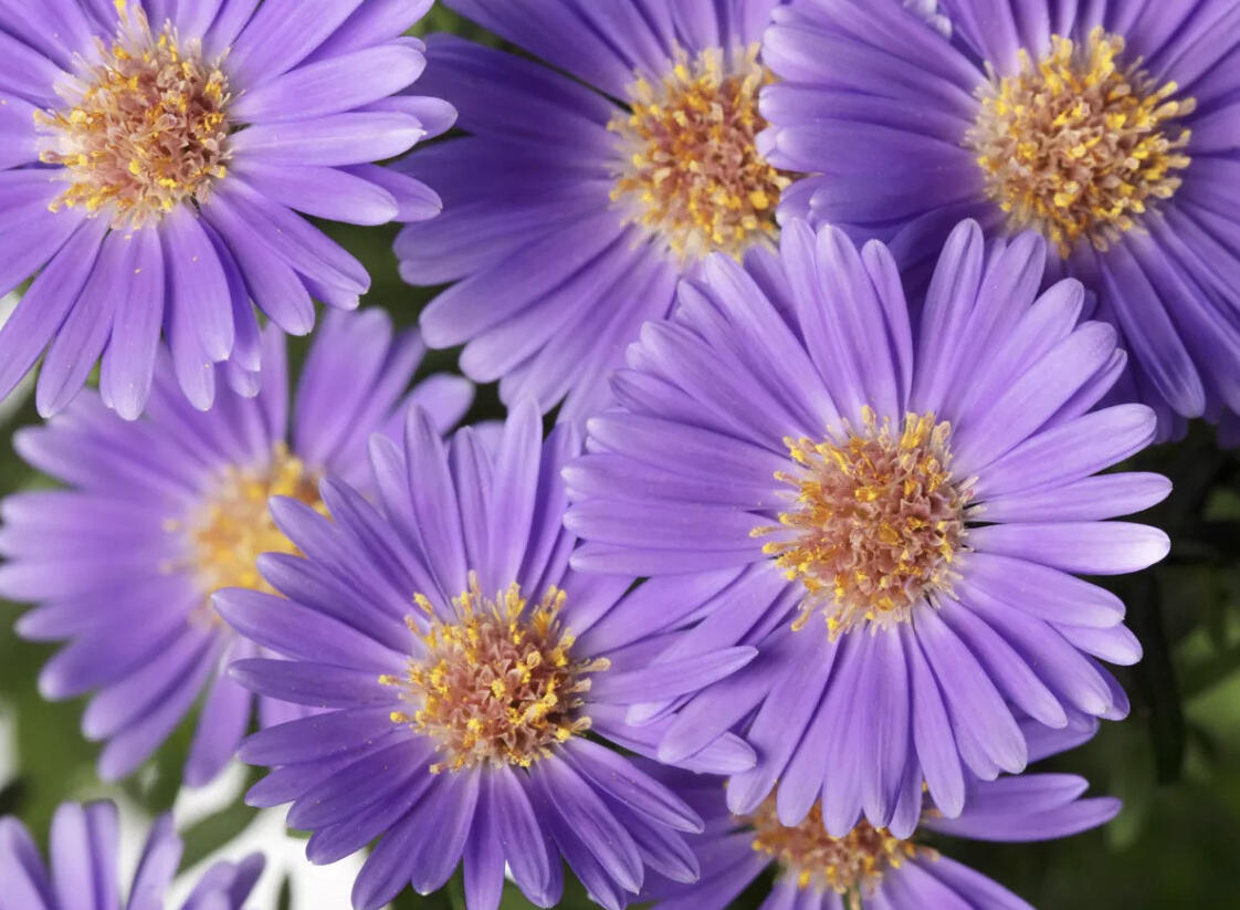 Hvězdnice novobelgická 'Believer Purple' - Aster novi-belgii 'Believer Purple'